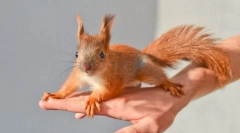 Domov squirrel: je to stojí za to začať